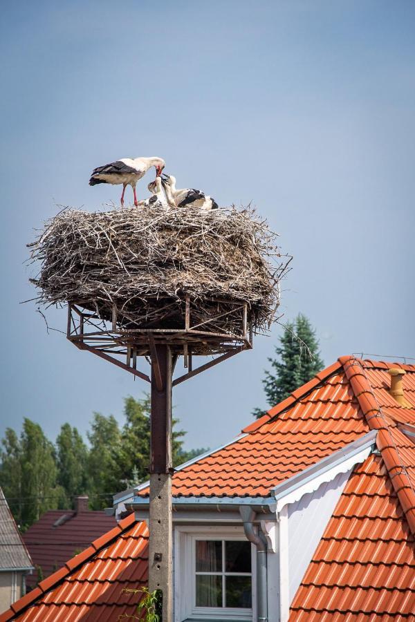 Galeria Trunków * Białowieża